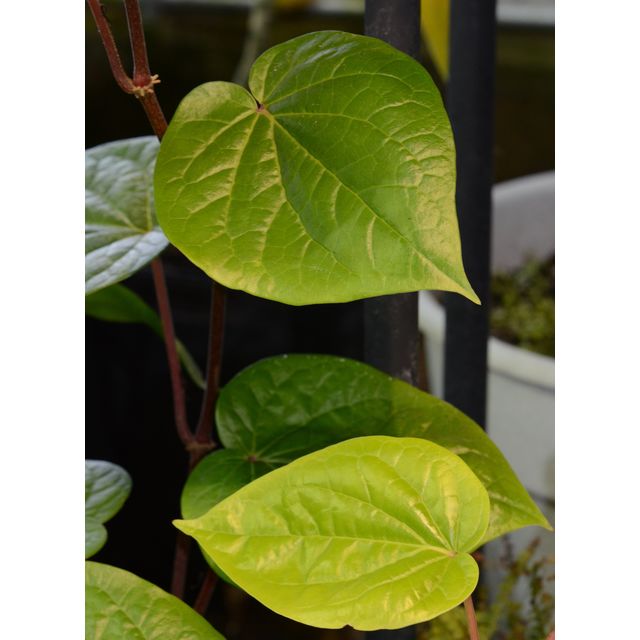 Scientific name: Piper betle; family: Piperaceae; common name: Betel; origin: South Asia