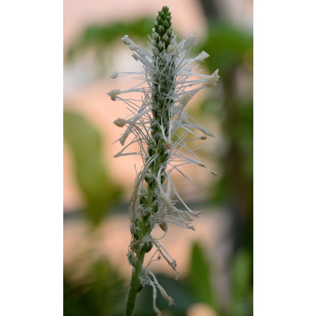 Scientific name: Plantago media; family: Plantaginaceae; common name: Plantain; origin: Europe