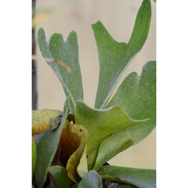 Scientific name: Platycerium bifurcatum; family: Polypodiaceae; common name: Staghorn Fern; origin: South Asia and Australia