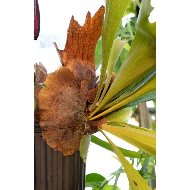 Scientific name: Platycerium bifurcatum; family: Polypodiaceae; common name: Staghorn Fern; origin: South Asia and Australia