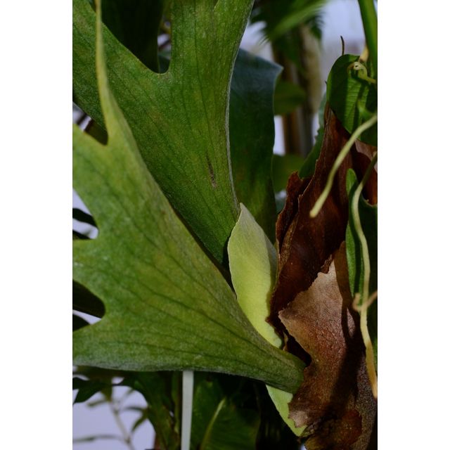 Scientific name: Platycerium bifurcatum; family: Polypodiaceae; common name: Staghorn Fern; origin: South Asia and Australia