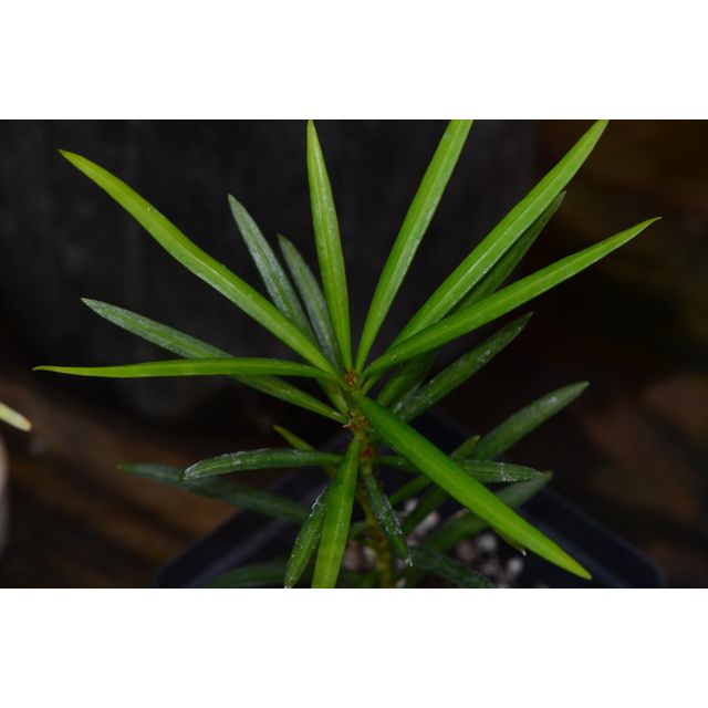 Scientific name: Podocarpus macrophyllus; family: Podocarpaceae; common name: Yew Pine; origin: South Asia