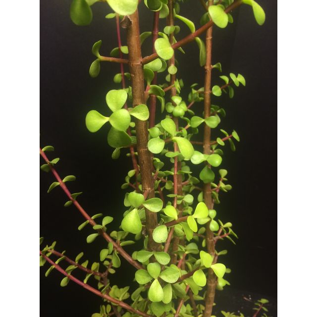 Scientific name: Portulacaria afra; family: Didiereaceae; common name: Elephant Bush; origin: South Africa