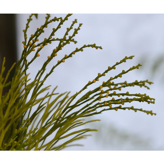 Scientific name: Psilotum nudum; family: Psilotaceae; common name: Whisk Fern; origin: All tropics