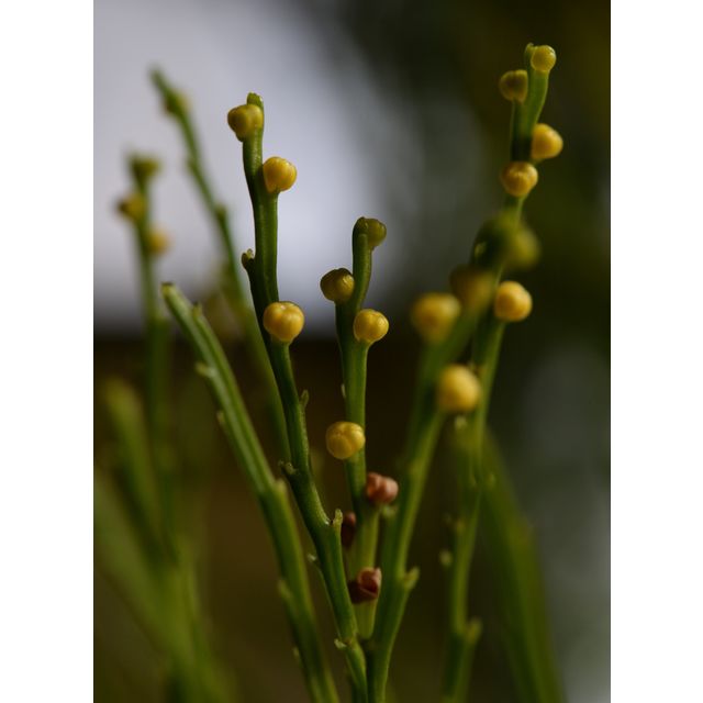 Scientific name: Psilotum nudum; family: Psilotaceae; common name: Whisk Fern; origin: All tropics