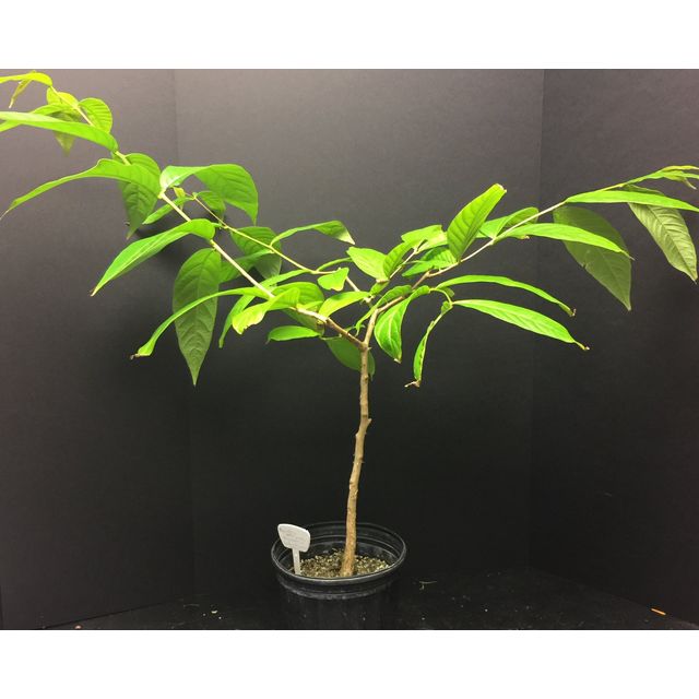 Scientific name: Psychotria berteroana; family: Rubiaceae; common name: Psychotria; origin: Central and South America