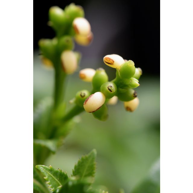 Scientific name: Sarcandra glabra; family: Chloranthaceae; common name: Glabrous Sarcandra; origin: South Asia