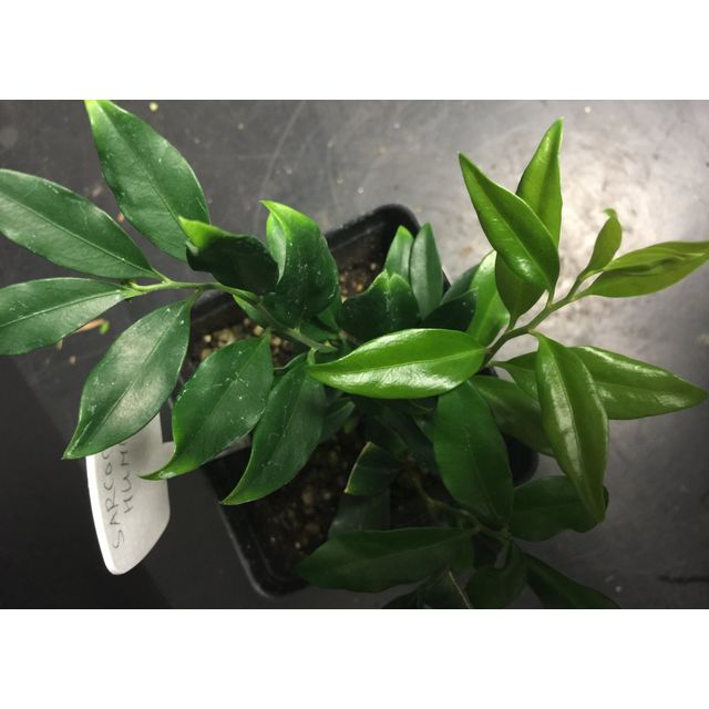 Scientific name: Sarcococca hookeriana; family: Buxaceae; common name: Sweetbox; origin: Asia