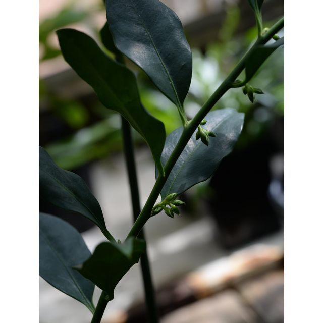 Scientific name: Sarcococca hookeriana; family: Buxaceae; common name: Sweetbox; origin: Asia