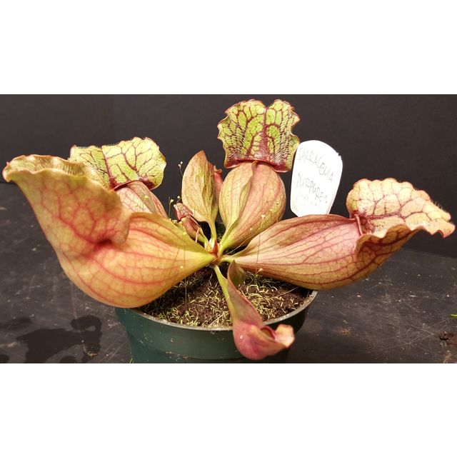 Scientific name: Sarracenia purpurea; family: Sarraceniaceae; common name: Purple Pitcher Plant; origin: Easten U.S.