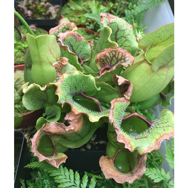 Scientific name: Sarracenia purpurea; family: Sarraceniaceae; common name: Purple Pitcher Plant; origin: Easten U.S.