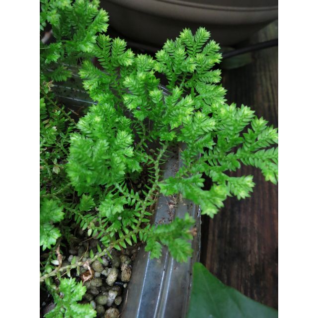 Scientific name: Selaginella pallescens; family: Selaginellaceae; common name: Sweet Fern; origin: Mexico