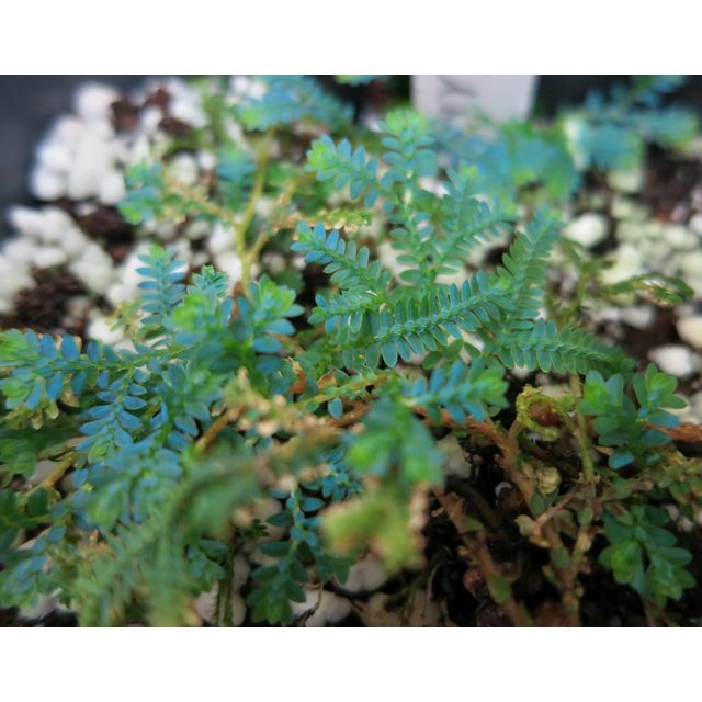 Scientific name: Selaginella uncinata; family: Selaginellaceae; common name: Peacock Spikemoss; origin: South Asia