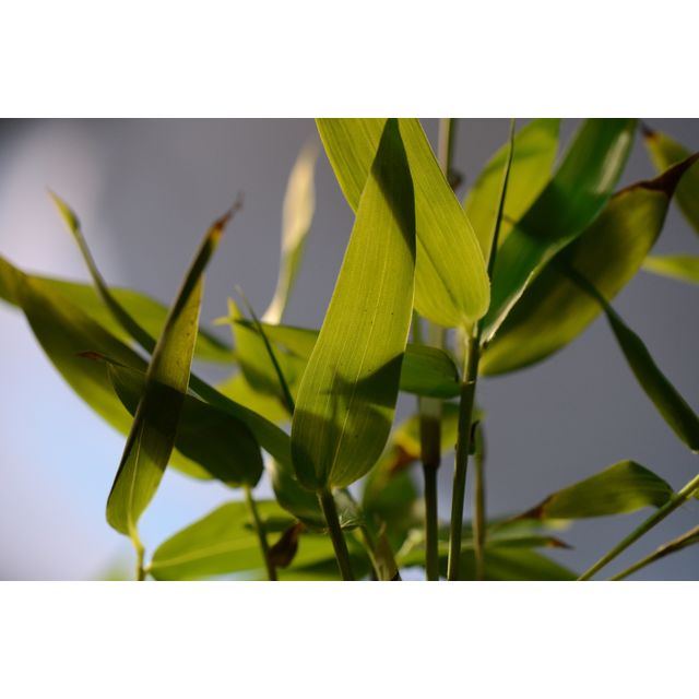 Scientific name: Semiarundinaria fastuosa; family: Gramineae; common name: Narihira Bamboo; origin: Japan