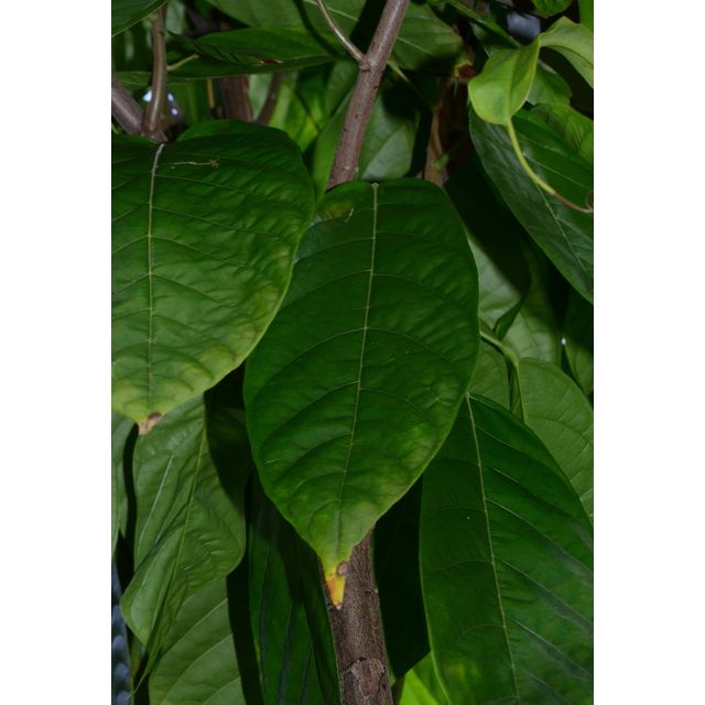 Scientific name: Theobroma cacao; family: Malvaceae; common name: Cocoa; origin: Central and South America