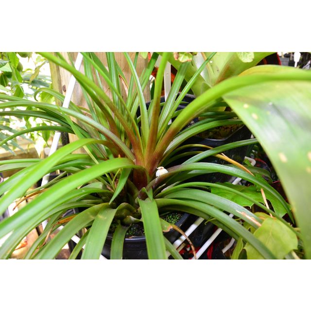 Scientific name: Tillandsia cyanea; family: Bromeliaceae; common name: Pink Quill; origin: South America