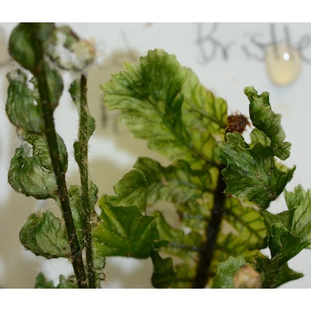 Scientific name: Trichomanes crispum; family: Hymenophyllaceae; common name: Crisped Bristle Fern; origin: Central America