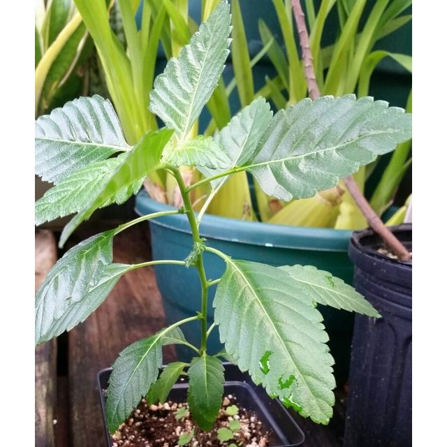 Scientific name: Turnera ulmifolia; family: Passifloraceae; common name: Yellow Alder; origin: Mexico and West Indies