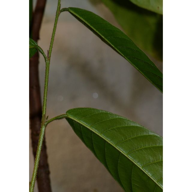 Scientific name: Vatica diospyroides; family: Dipterocarpaceae; common name: Symington; origin: Malaysia and Thailand