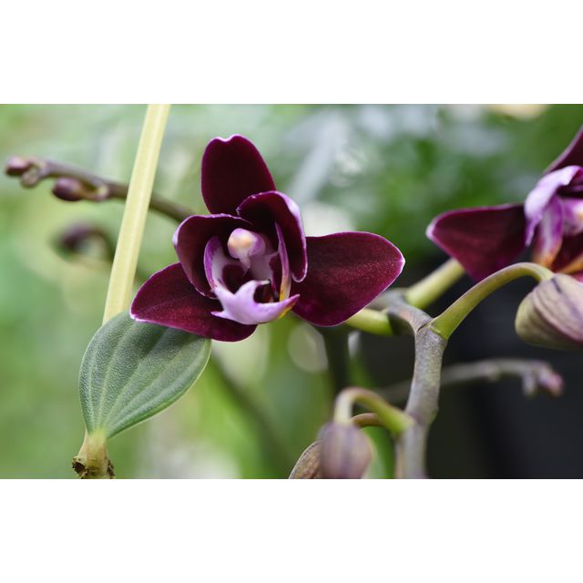 Scientific name: x Doritaenopsis 'Black Butterfly'; family: Orchidaceae; common name: NA; origin: NA