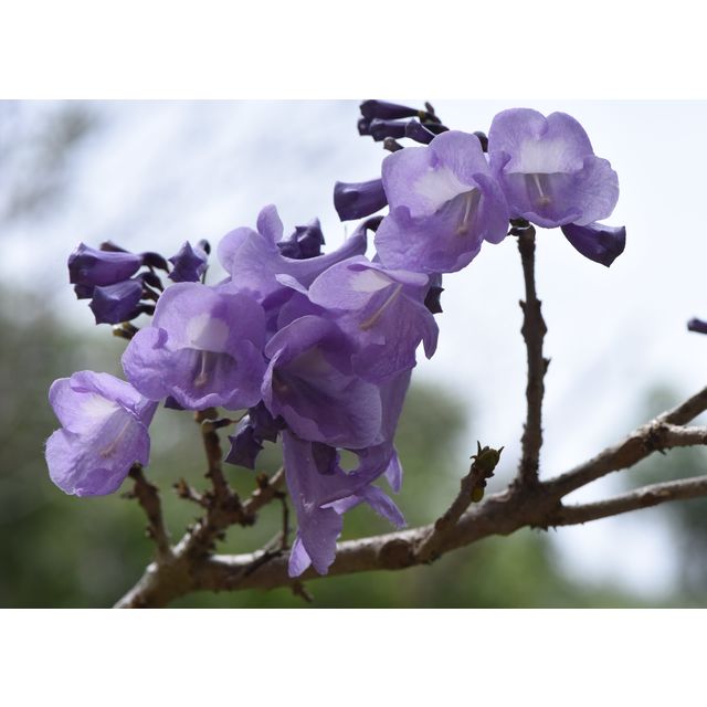 Jacaranda sp.