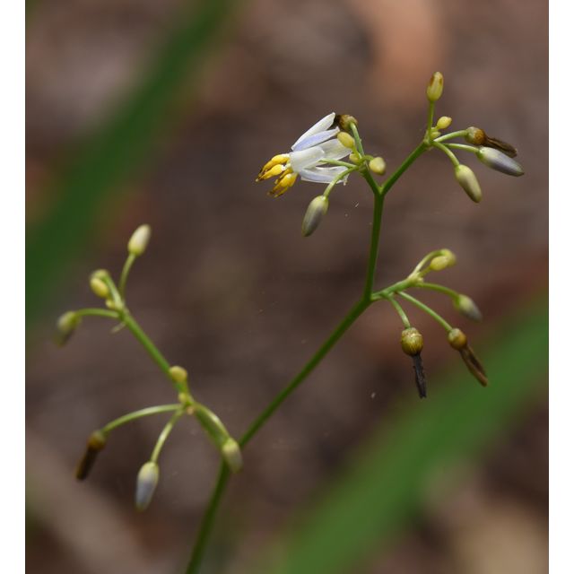 Dianella ensifolia