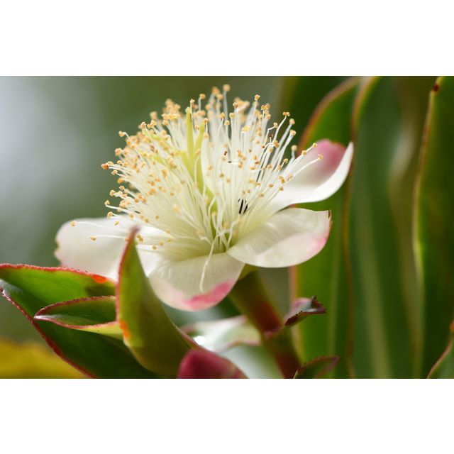 Ploiarum alternifolium