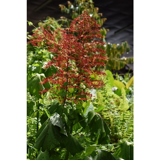 Clerodendrum cf. paniculatum