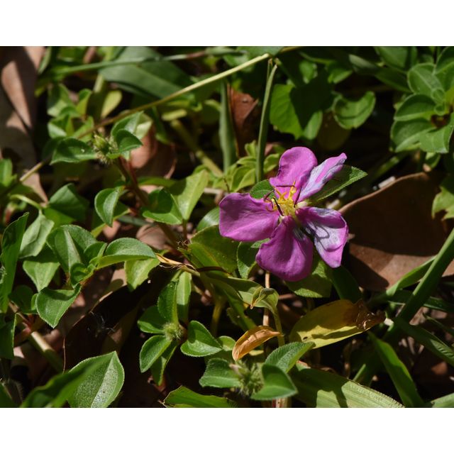 Heterotis rotundifolia