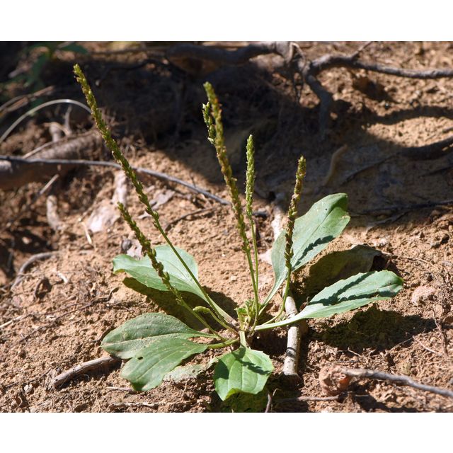 Plantago rugelii