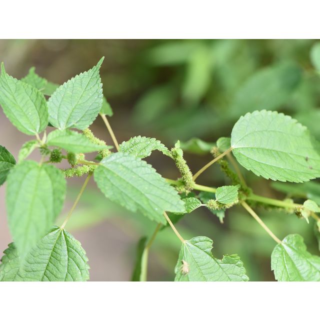 Boehmeria cylindrica