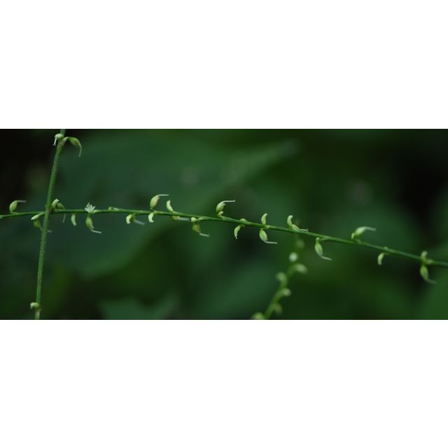 Persicaria virginiana