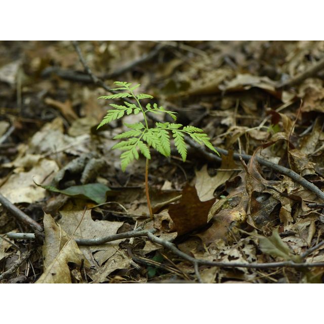 Botrychium virginianum