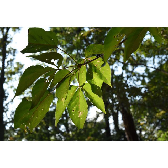 Gamblea innovans (Araliaceae)