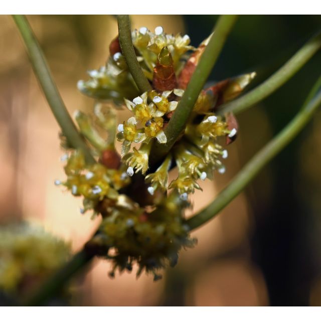 Neolitsea sericea Neolitsea sericea