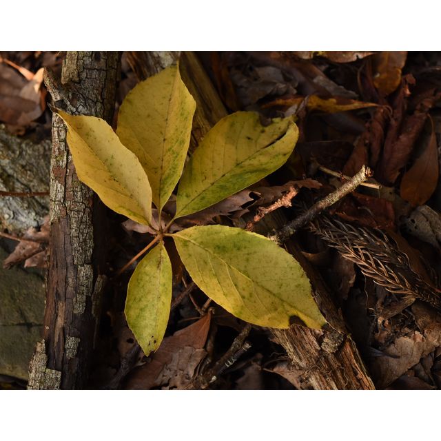 Chengiopanax sciadophylloides