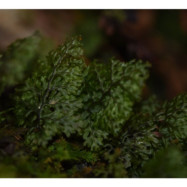 Hymenophyllum sp.