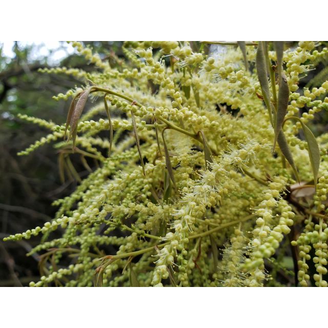 Castanopsis sieboldii