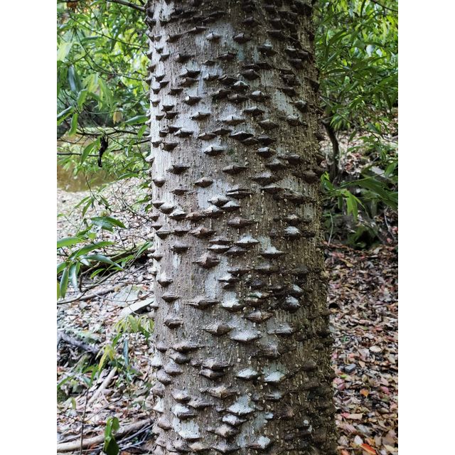 Zanthoxylum ailanthoides