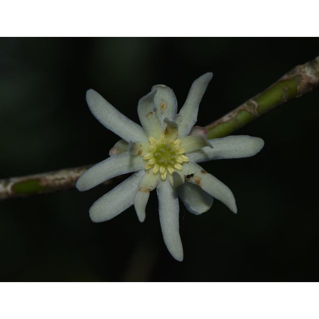 Illicium anisatum