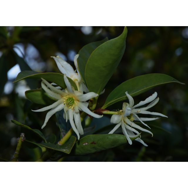 Illicium anisatum