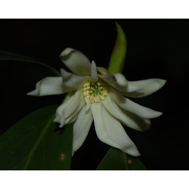 Illicium anisatum