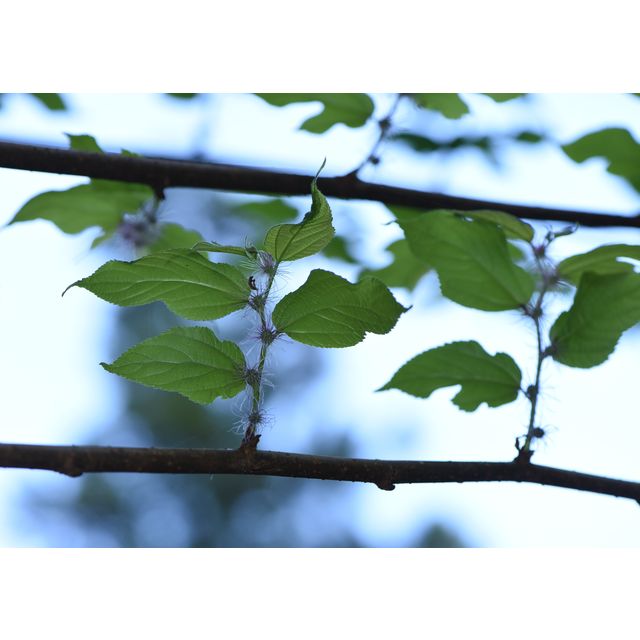 Broussonetia cf. kaempferi