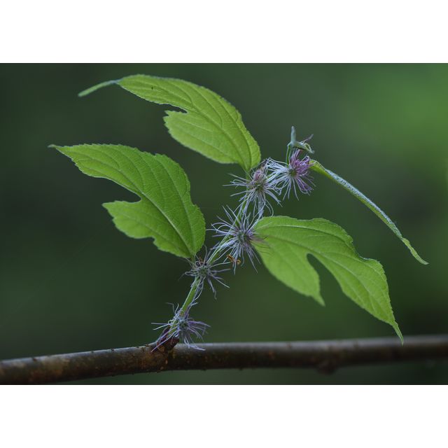 Broussonetia cf. kaempferi