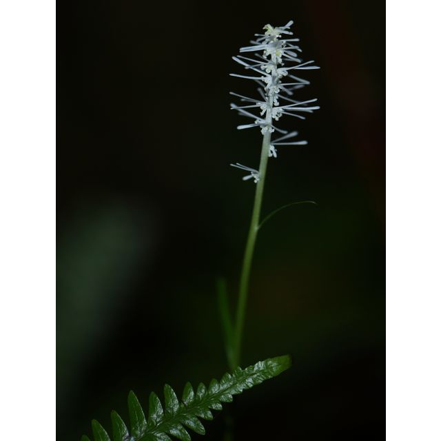 Chionographis japonica