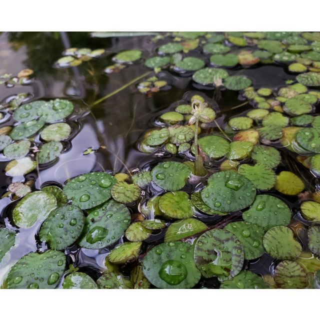 Limnobium laevigatum