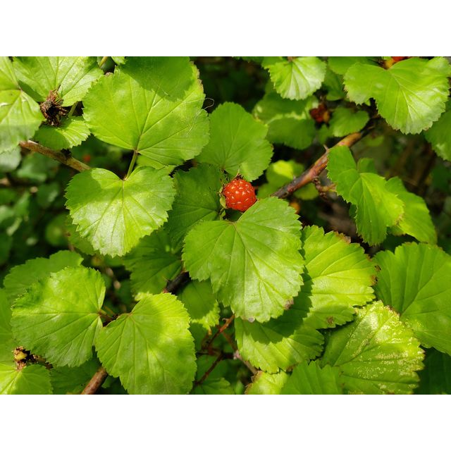 Rubus microphyllus