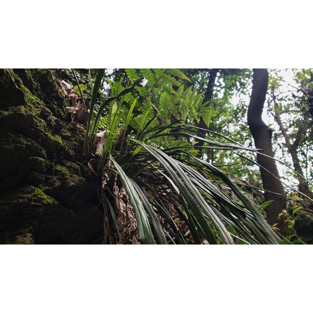 Haplopteris flexuosa