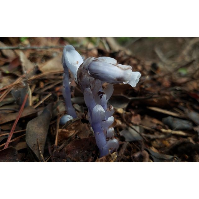 Monotropastrum humile