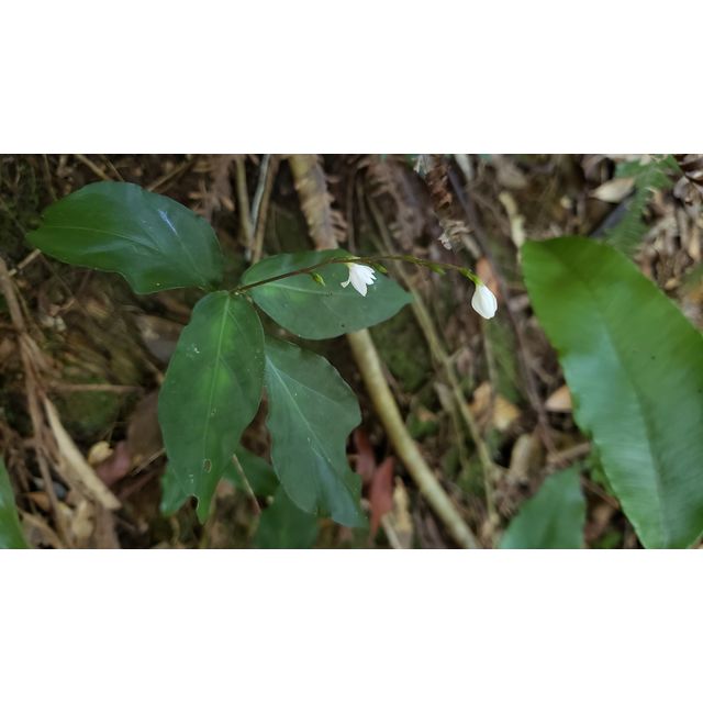 Codonacanthus pauciflorus